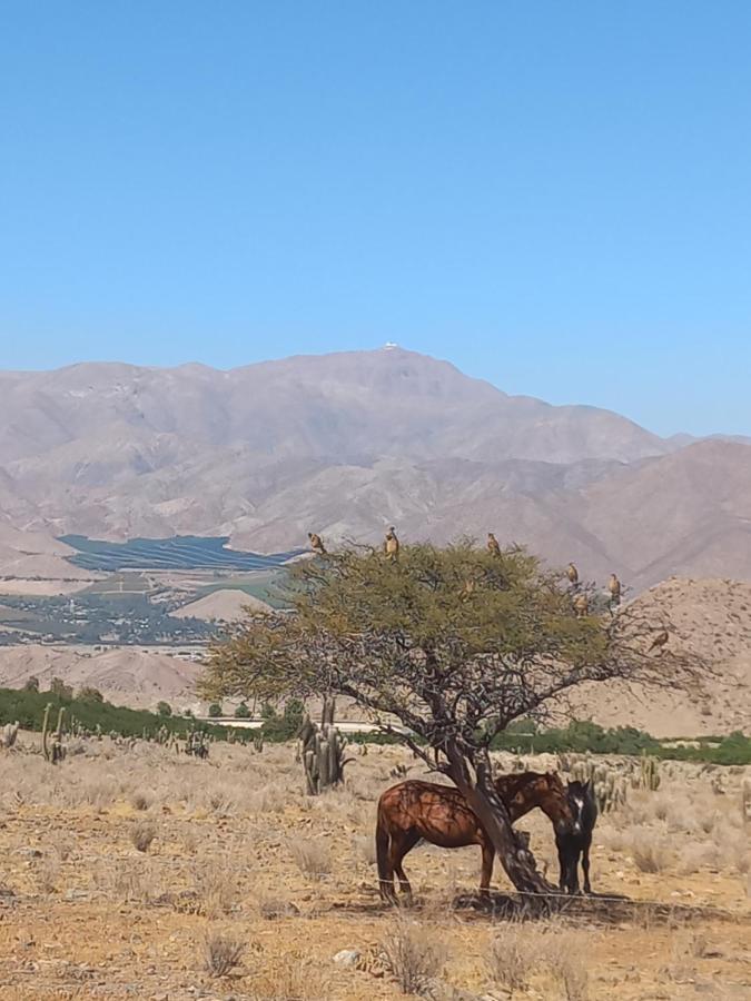 Campo De Cielo Mamalluca Valle De Elqui Vicuña Esterno foto